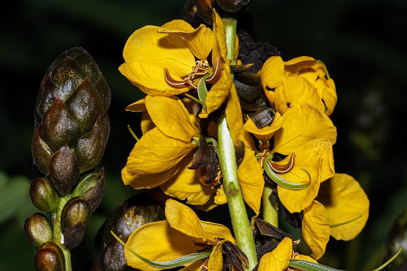 Image of Senna didymobotrya specimen.