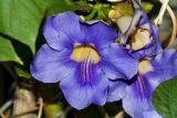 Thunbergia laurifolia