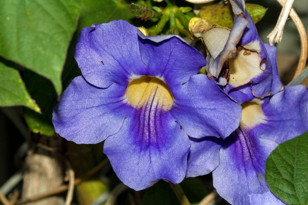 Image of Thunbergia laurifolia specimen.