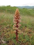 Orobanche callieri