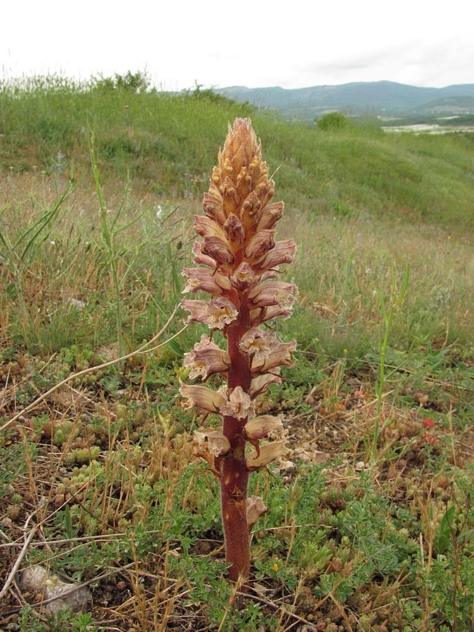 Image of Orobanche callieri specimen.