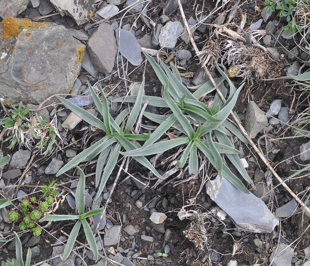 Image of Plantago atrata specimen.