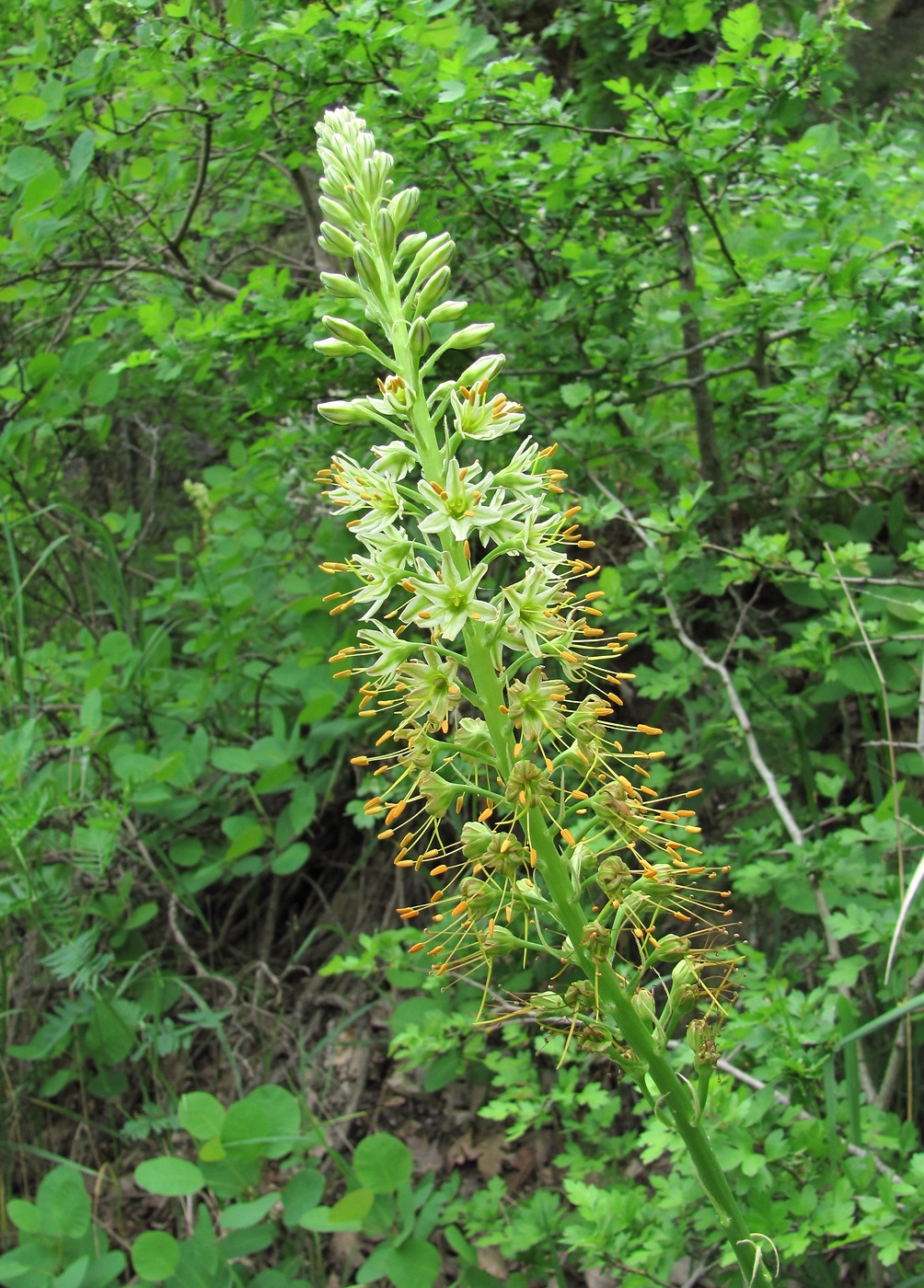 Image of Eremurus spectabilis specimen.