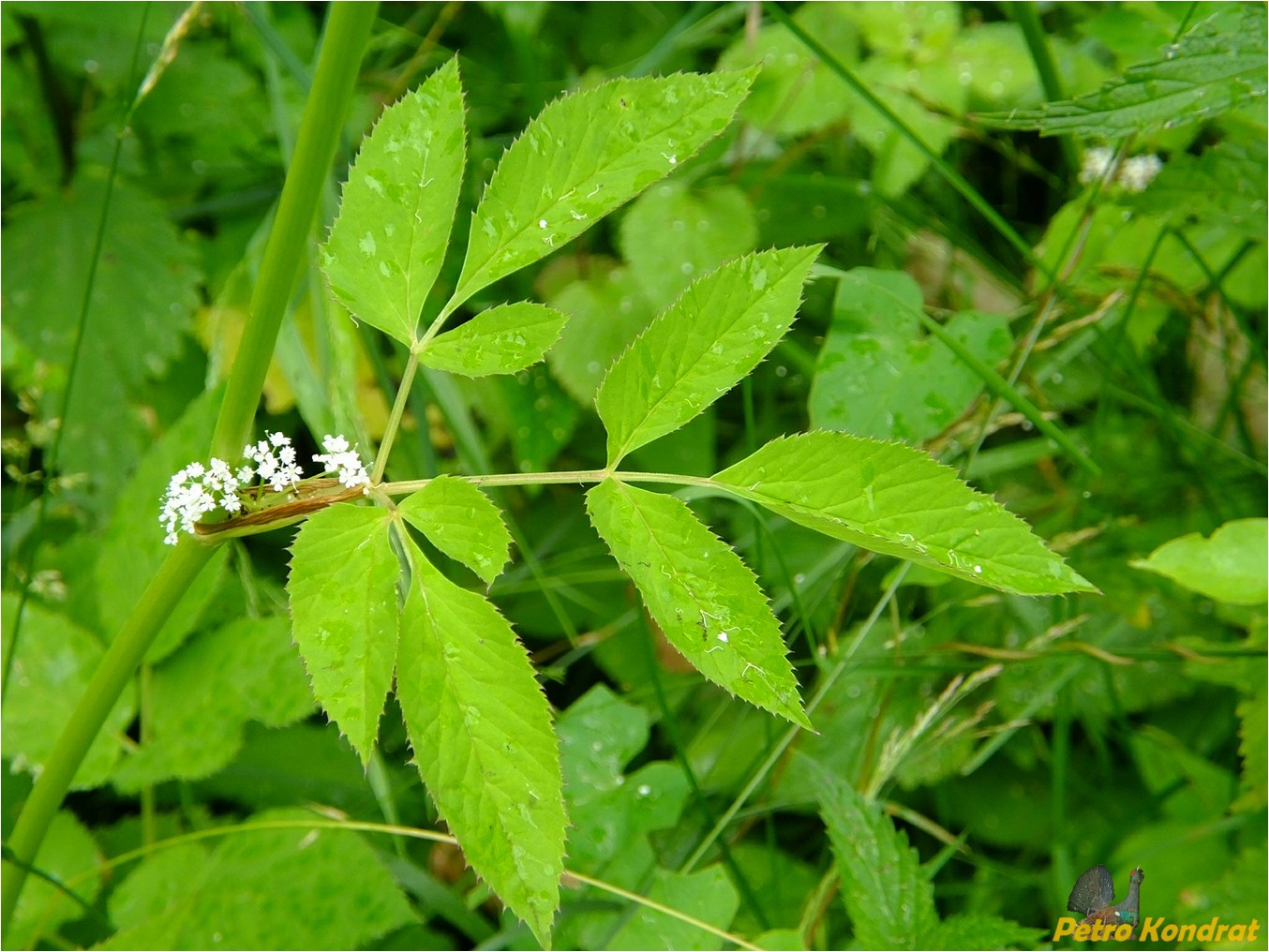 Image of Aegopodium podagraria specimen.