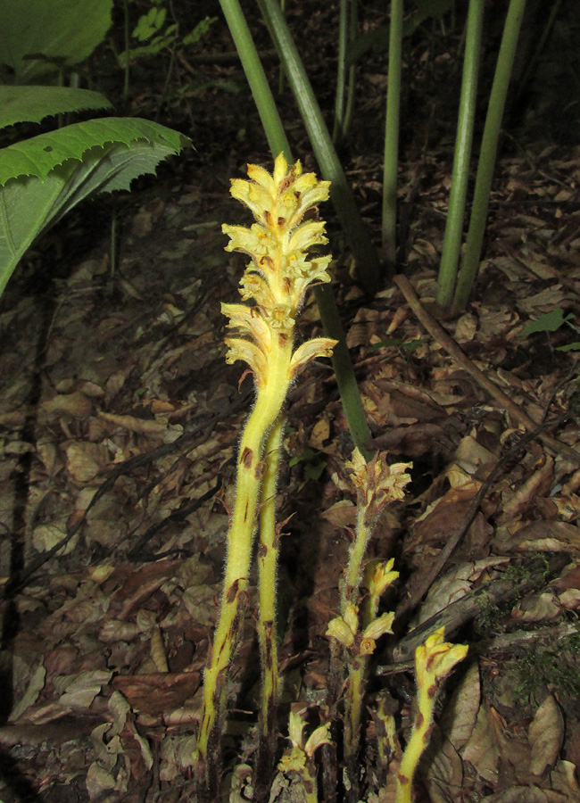 Image of Orobanche flava specimen.