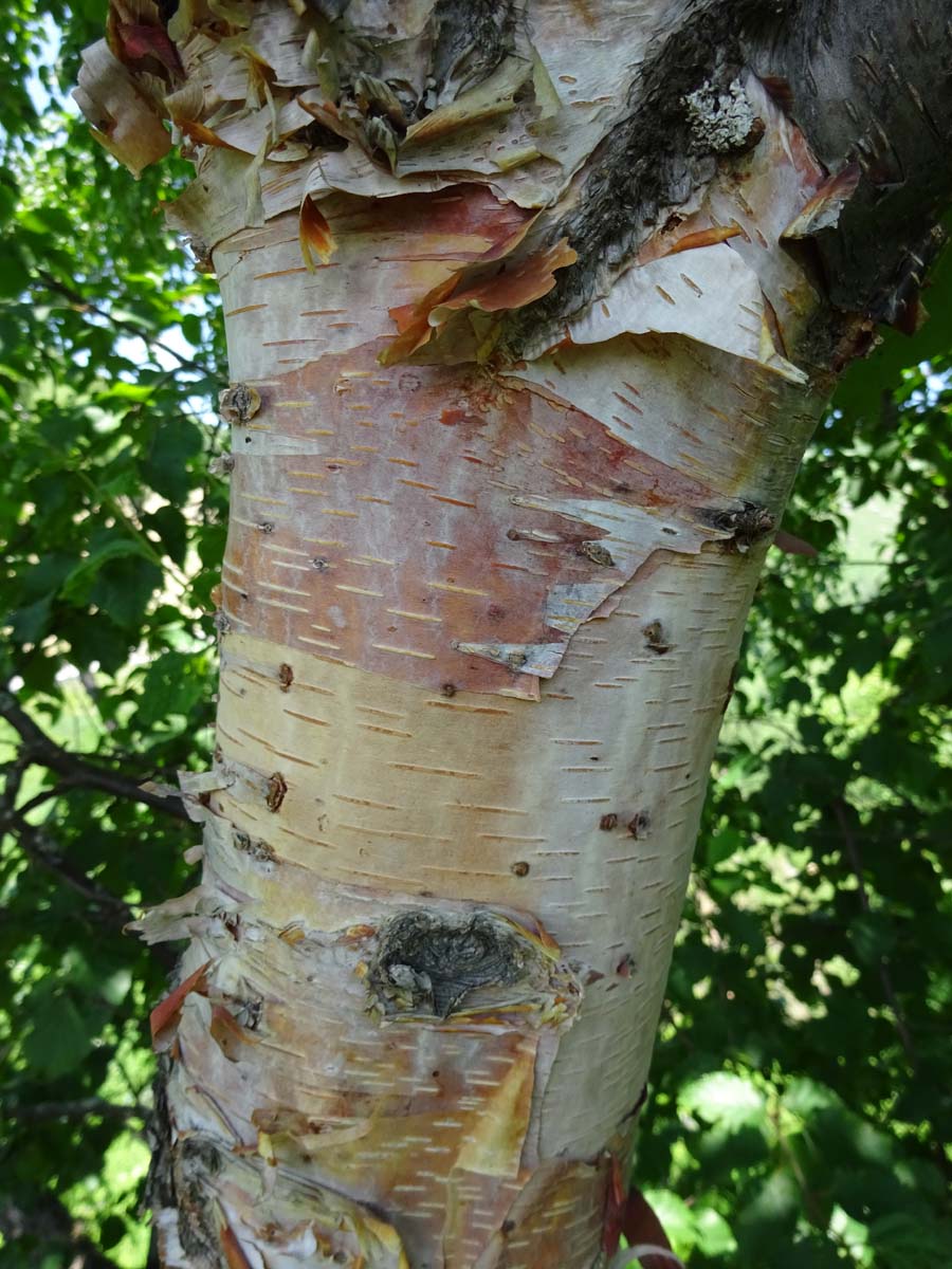 Изображение особи Betula raddeana.