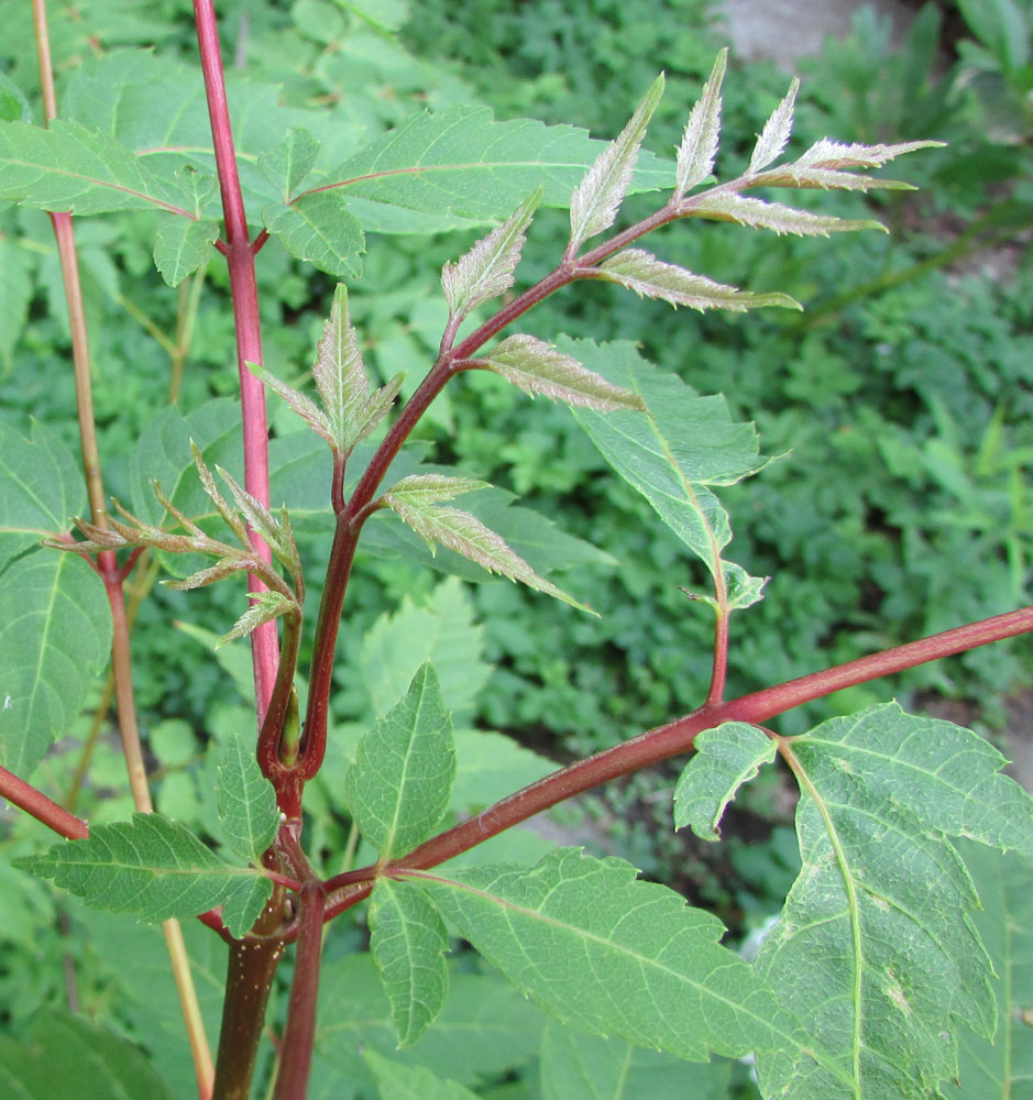 Image of Dipteronia sinensis specimen.