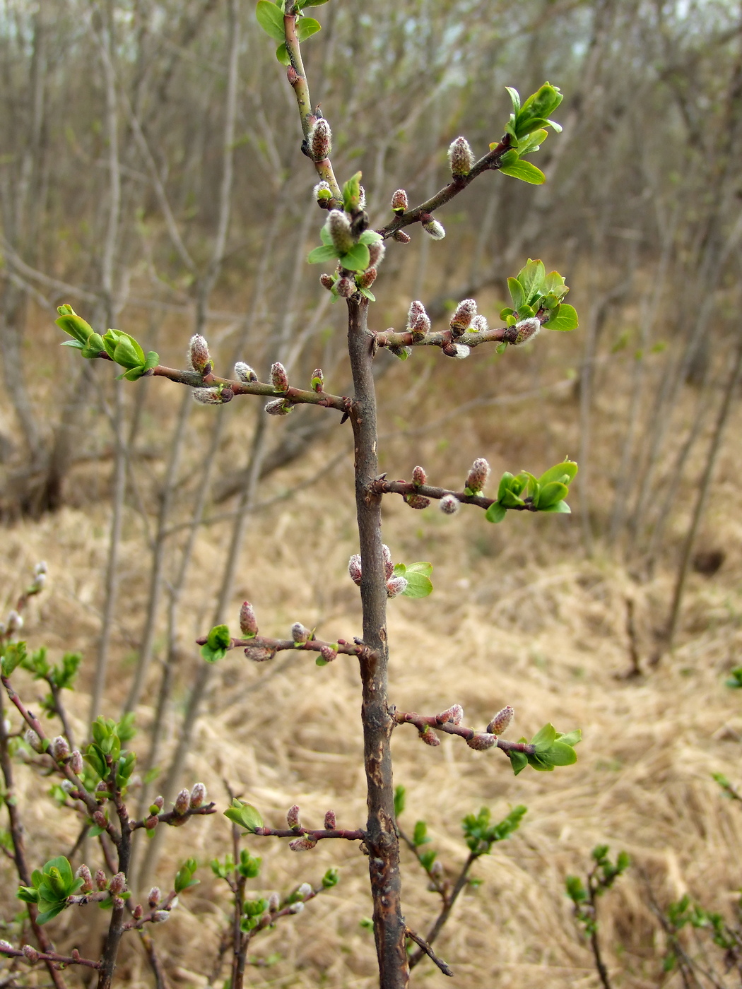 Image of Salix hastata specimen.