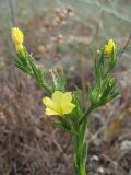 Linum nodiflorum