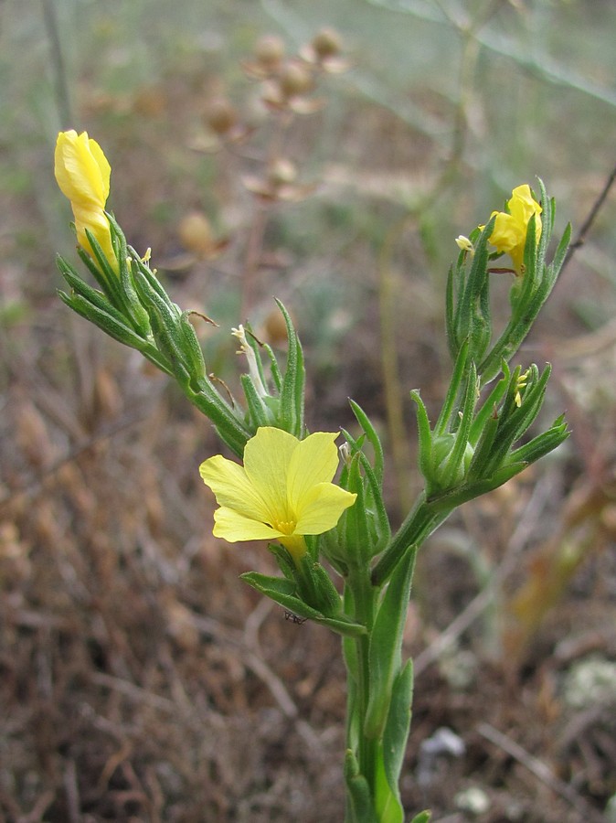 Изображение особи Linum nodiflorum.