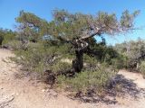 Juniperus excelsa. Взрослое дерево. Южный берег Крыма, возле пос. Новый Свет, Можжевеловая роща. 12.08.2018.