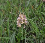 Dactylorhiza romana subspecies georgica. Верхушка цветущего растения. Грузия, Боржоми-Харагаульский национальный парк, маршрут №1; гора Ломис-Мта, ≈ 2050 м н.у.м., предвершинный пастбищный луг. 25.05.2018.