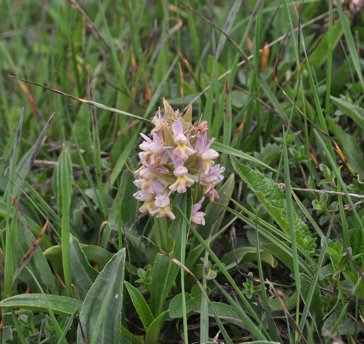 Изображение особи Dactylorhiza romana ssp. georgica.