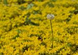 Trifolium repens