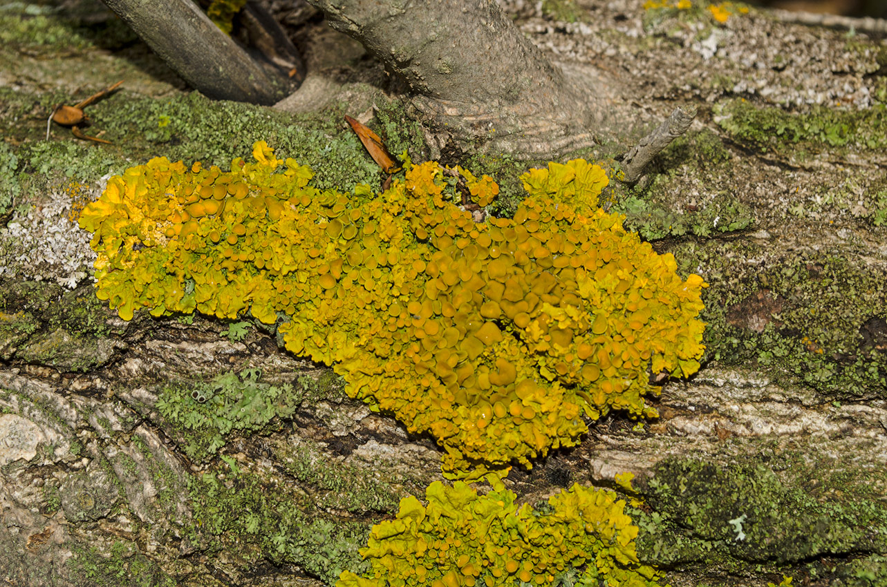 Image of Xanthoria parietina specimen.