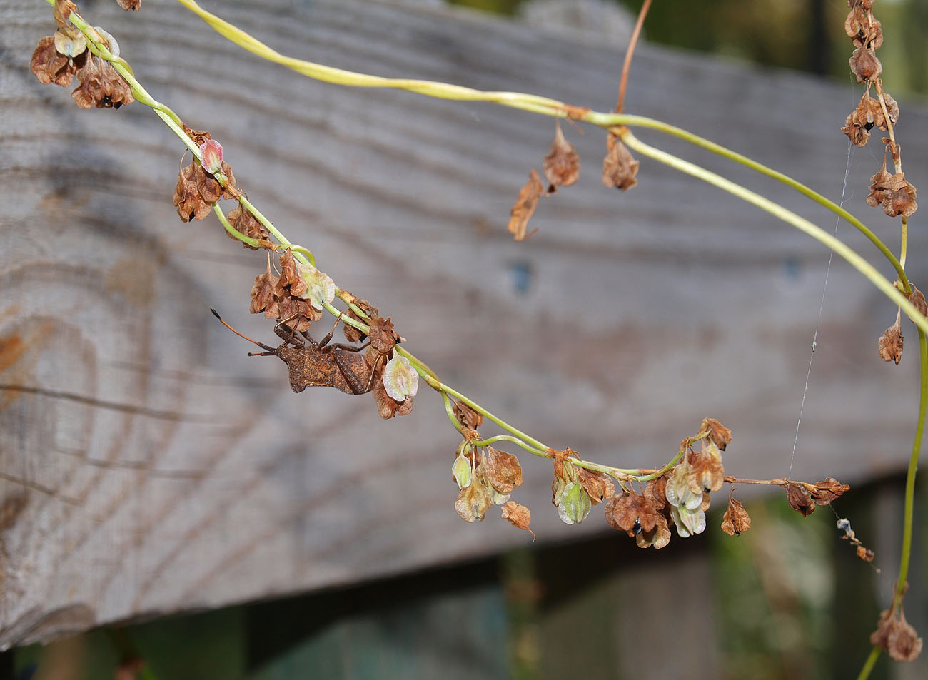 Image of Fallopia dumetorum specimen.