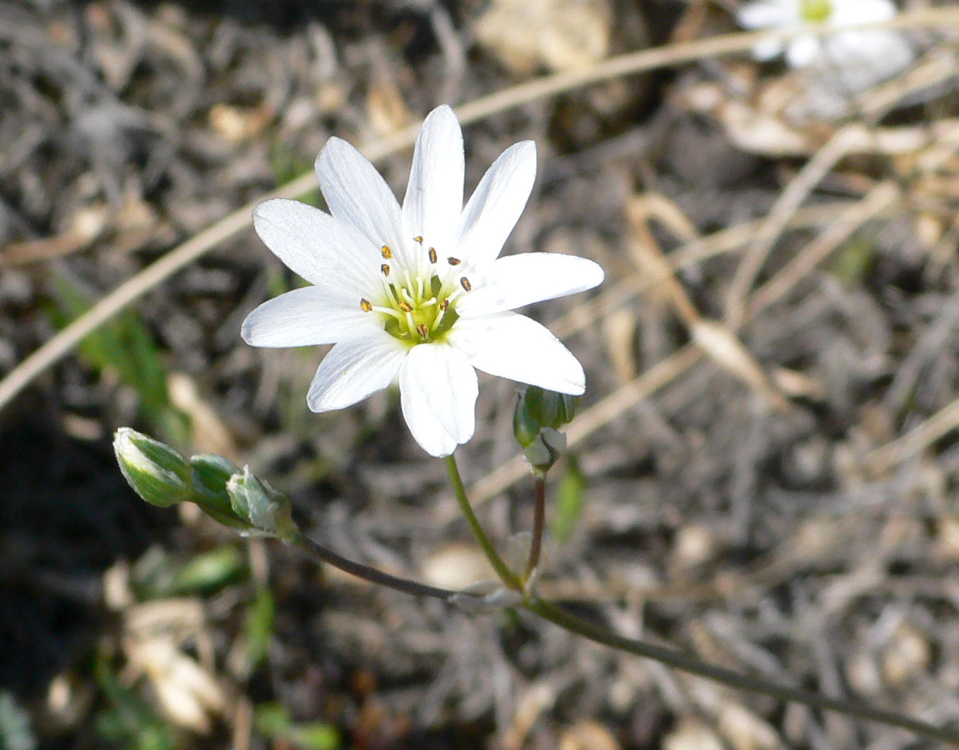 Image of genus Stellaria specimen.