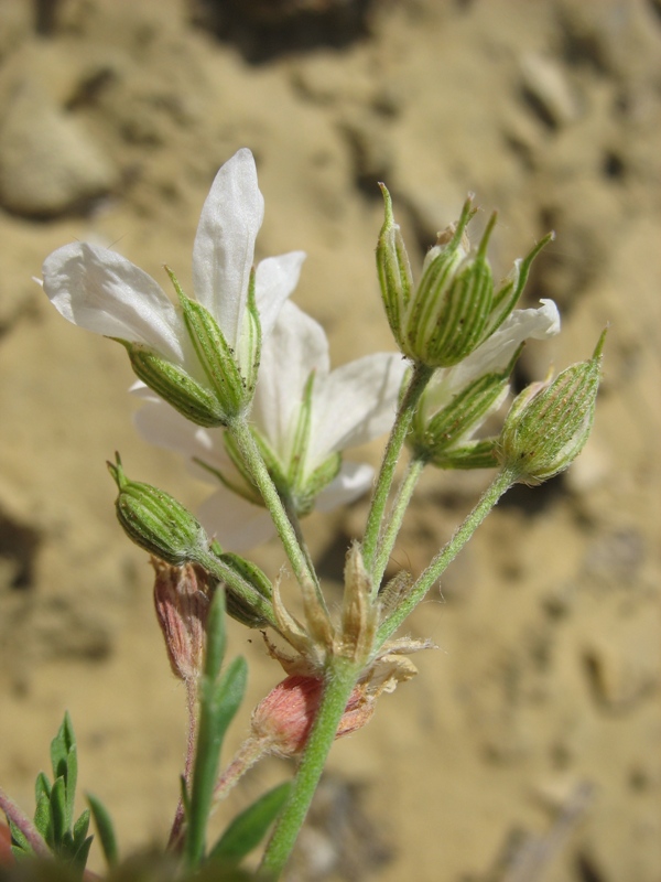 Изображение особи Erodium stevenii.