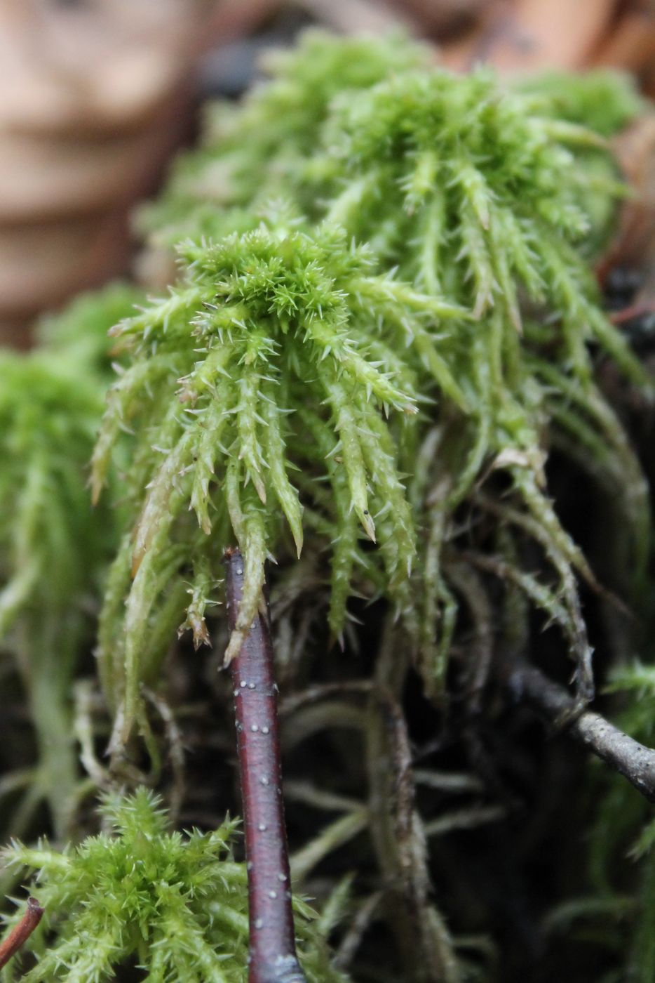 Image of Sphagnum squarrosum specimen.