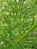 Thalictrum lucidum. Часть побега. Украина, Ивано-Франковская обл., Галичский р-н, окр. с. Бовшев, Касова гора, луговой склон. 24 июня 2010 г.
