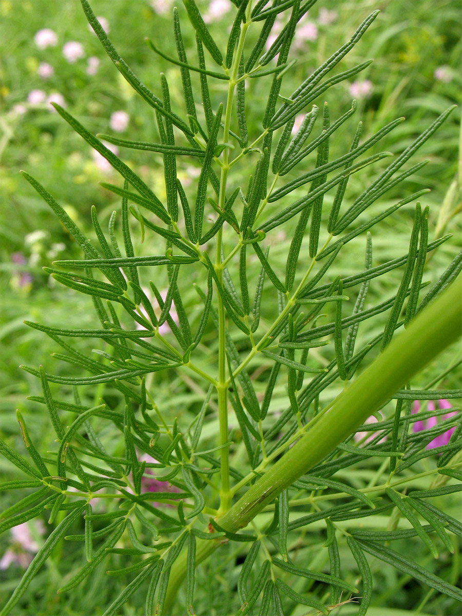 Image of Thalictrum lucidum specimen.