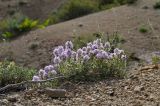 Thymus incertus