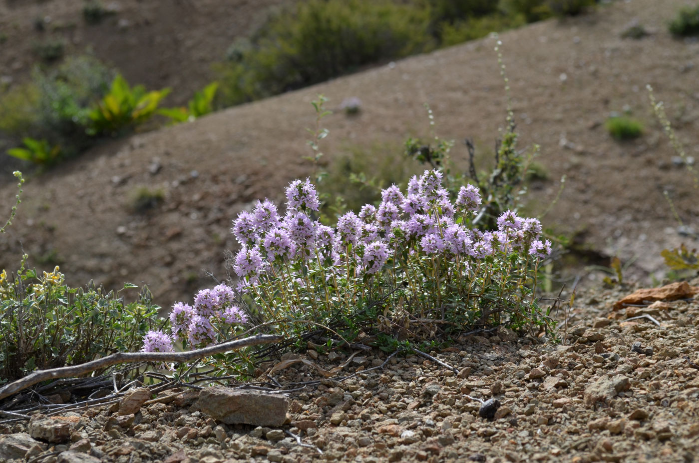 Image of Thymus incertus specimen.
