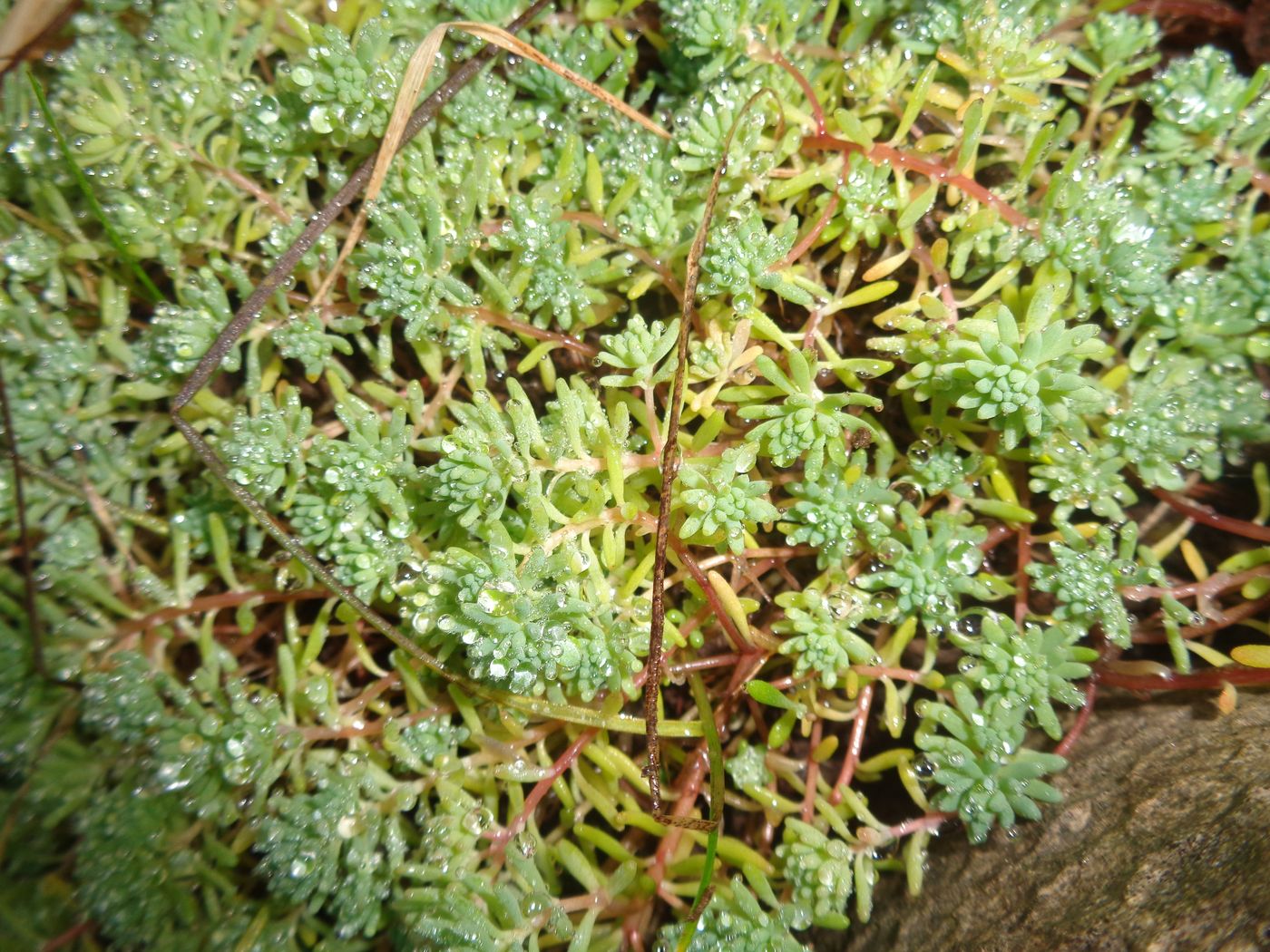 Image of Sedum pallidum ssp. bithynicum specimen.