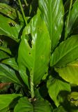 Spathiphyllum wallisii