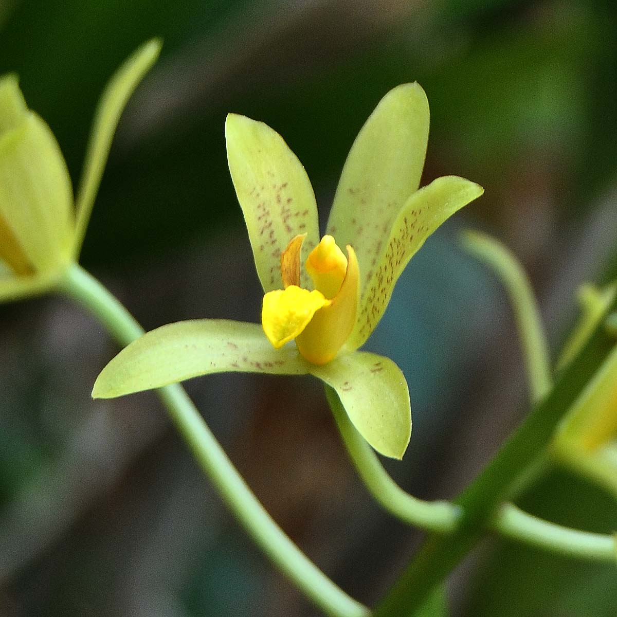 Image of Ansellia africana specimen.