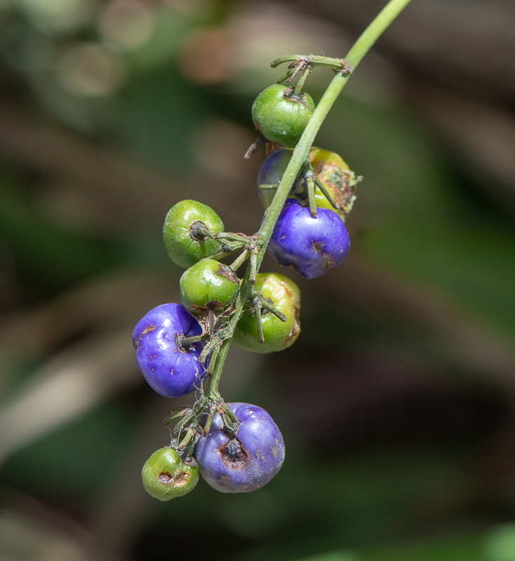 Изображение особи Dianella caerulea.