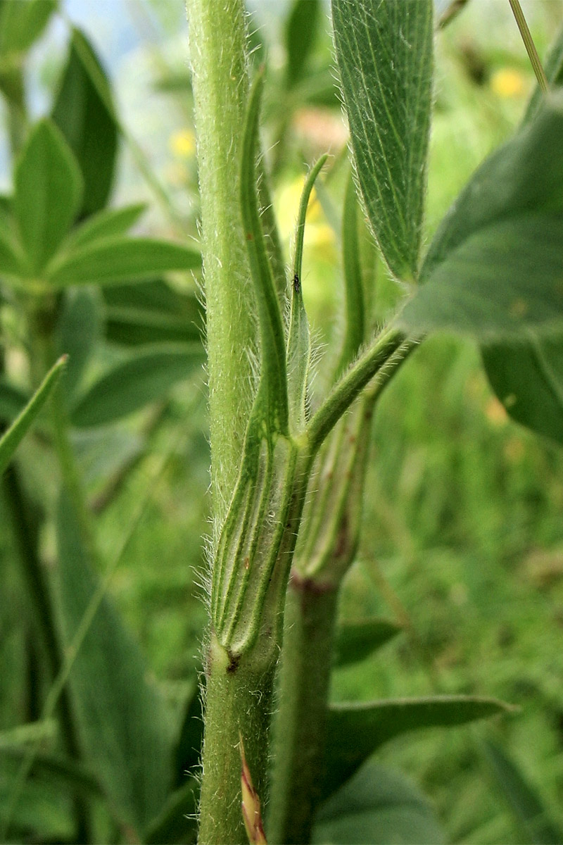 Изображение особи Trifolium pannonicum.