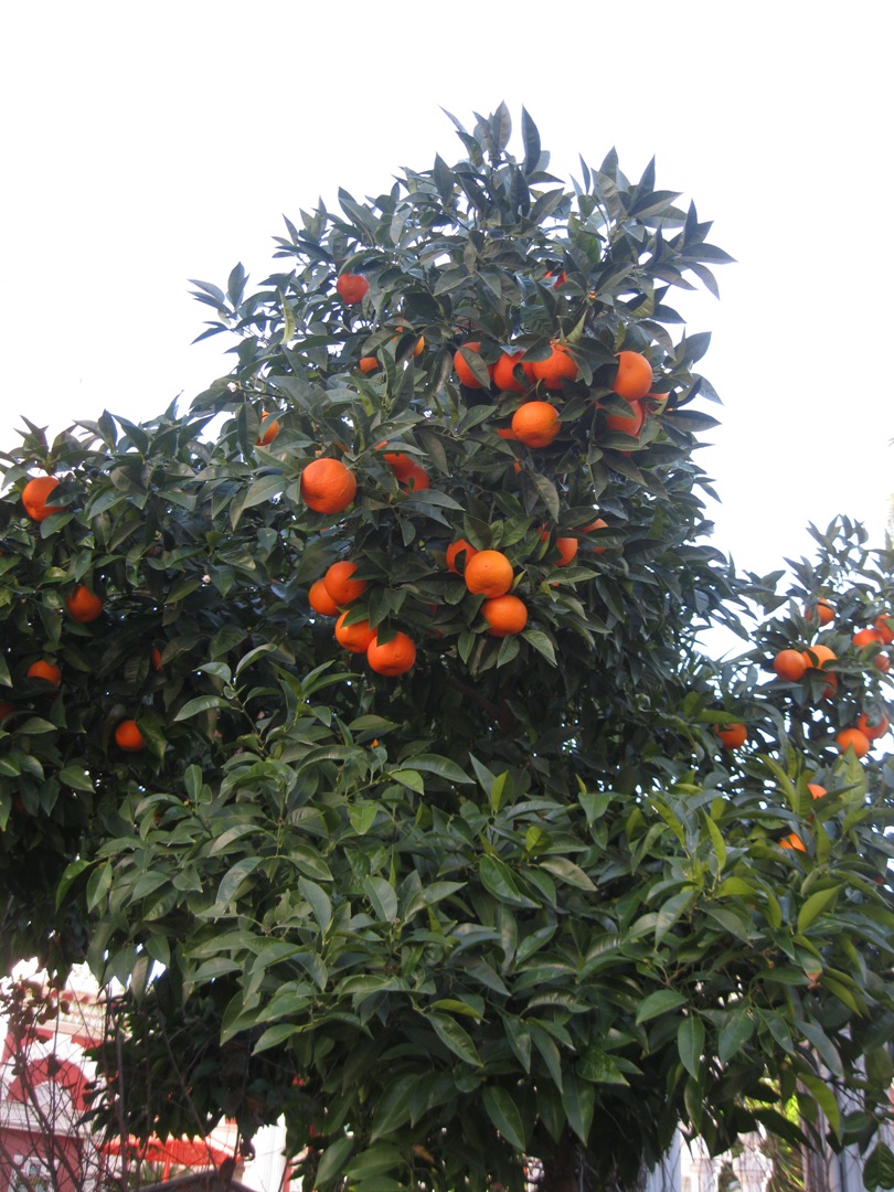 Image of Citrus unshiu specimen.