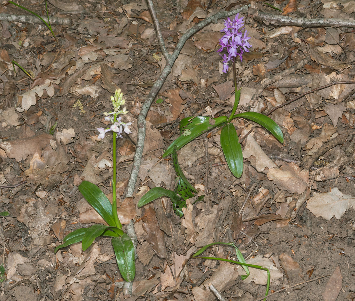 Изображение особи Orchis mascula.