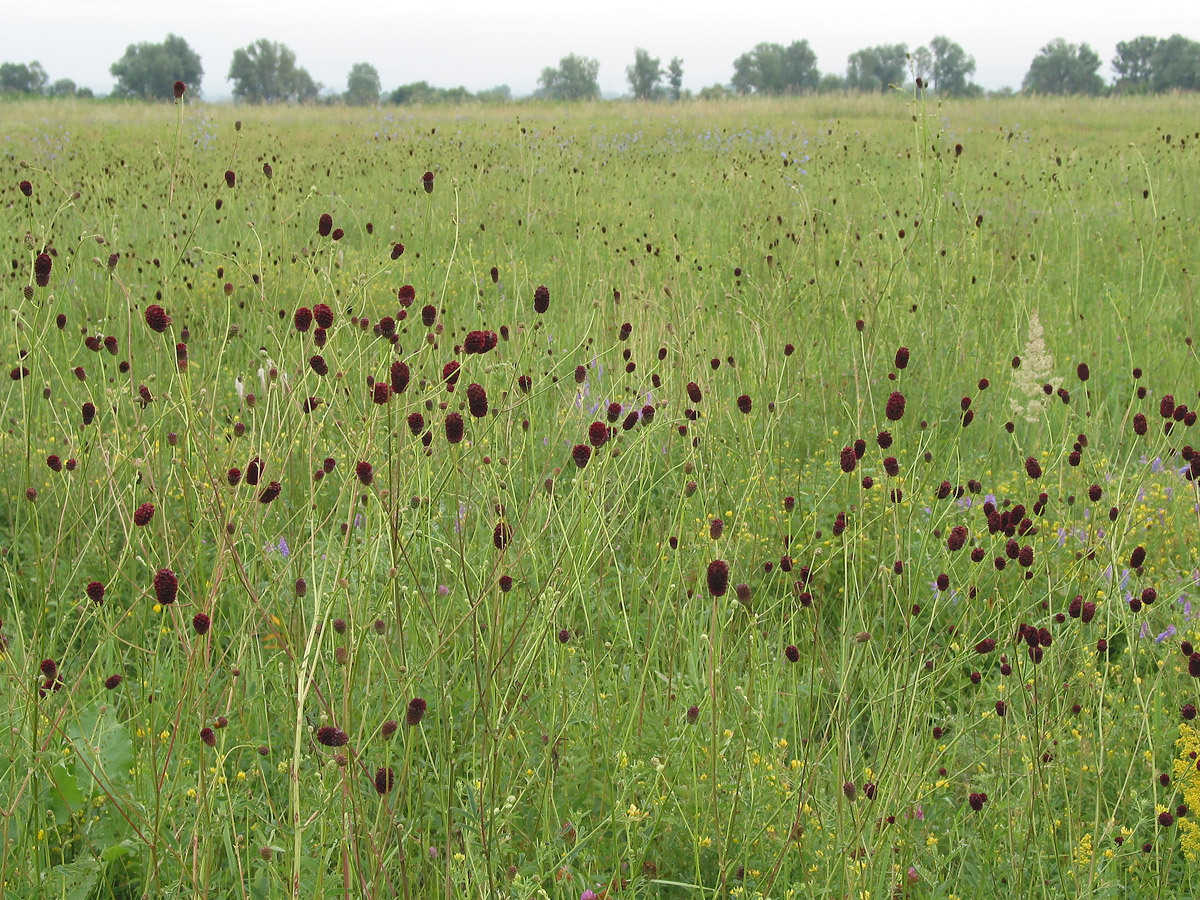 Изображение особи Sanguisorba officinalis.