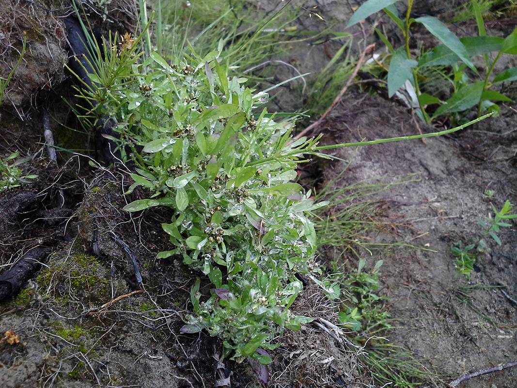 Изображение особи Gnaphalium uliginosum.