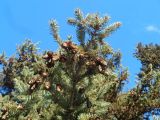 Picea glauca