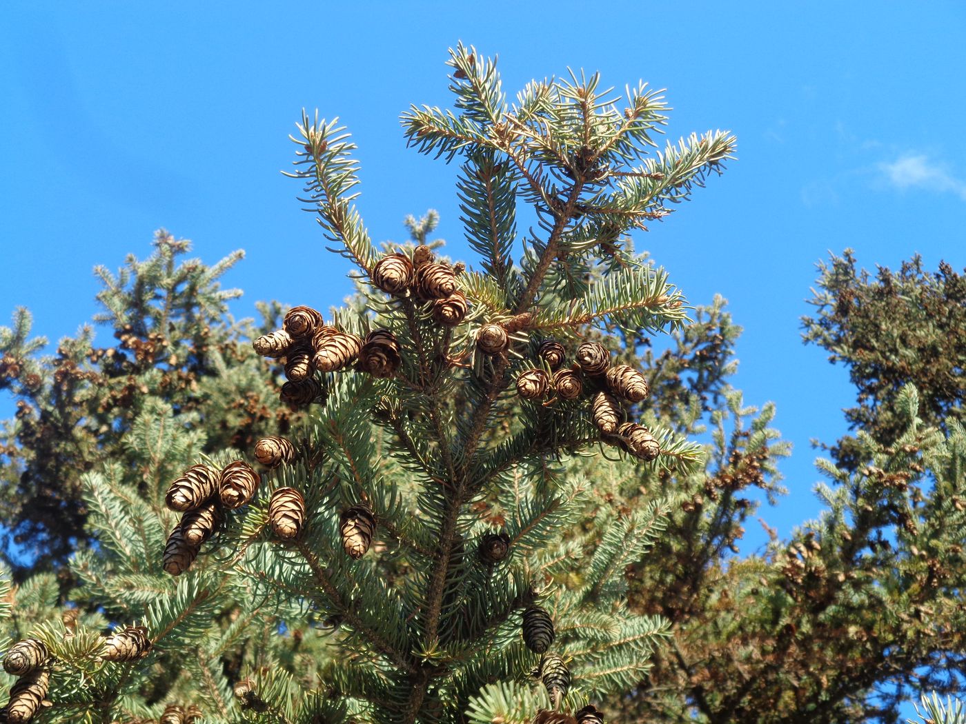 Изображение особи Picea glauca.