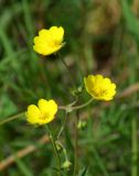 Potentilla stipularis