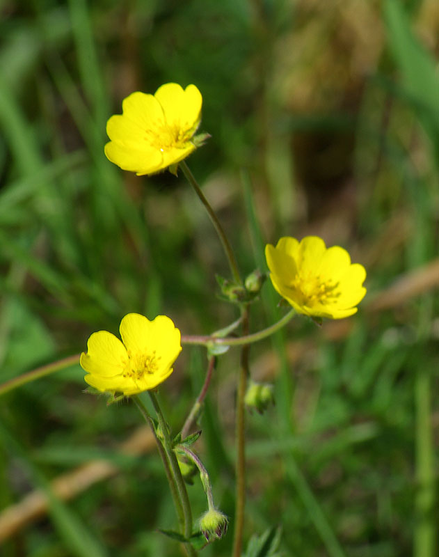 Изображение особи Potentilla stipularis.