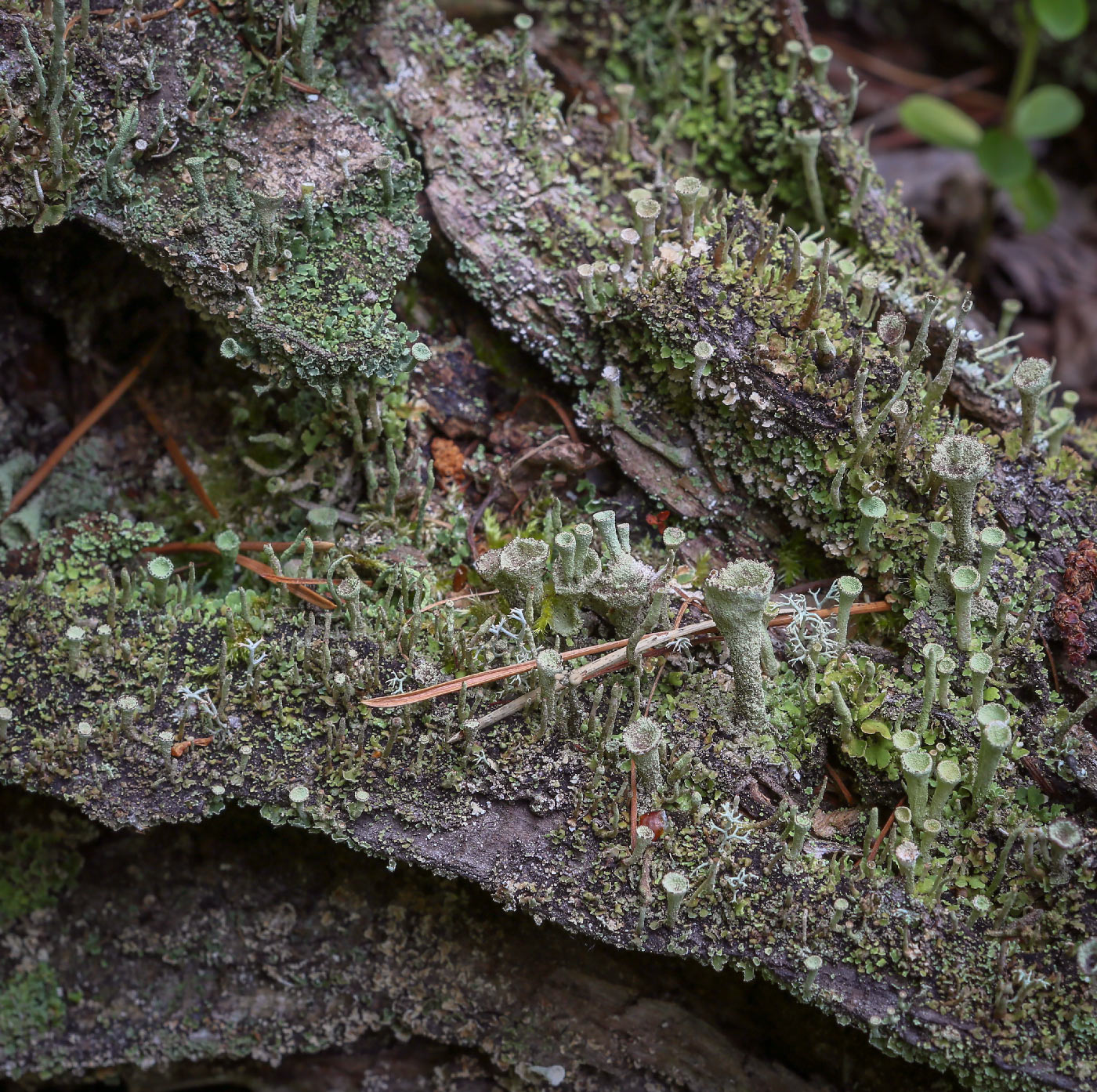 Изображение особи род Cladonia.