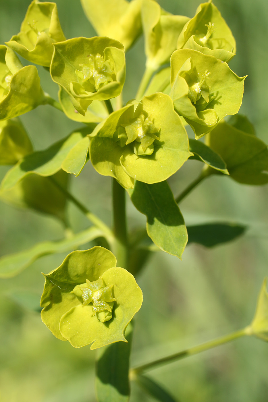 Изображение особи Euphorbia jaxartica.