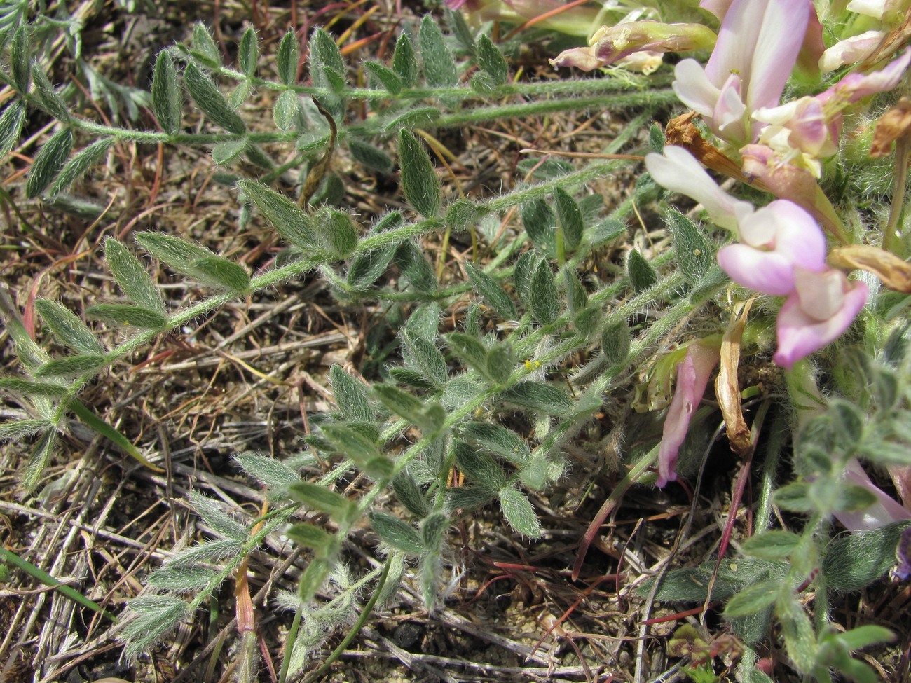 Изображение особи Astragalus dolichophyllus.