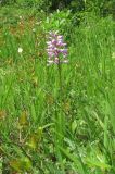 Orchis militaris подвид stevenii. Цветущее растение. Краснодарский край, Туапсинский р-н, пгт Джубга, опушка искусственного леса из сосны крымской на окраине посёлка. 11 мая 2019 г.