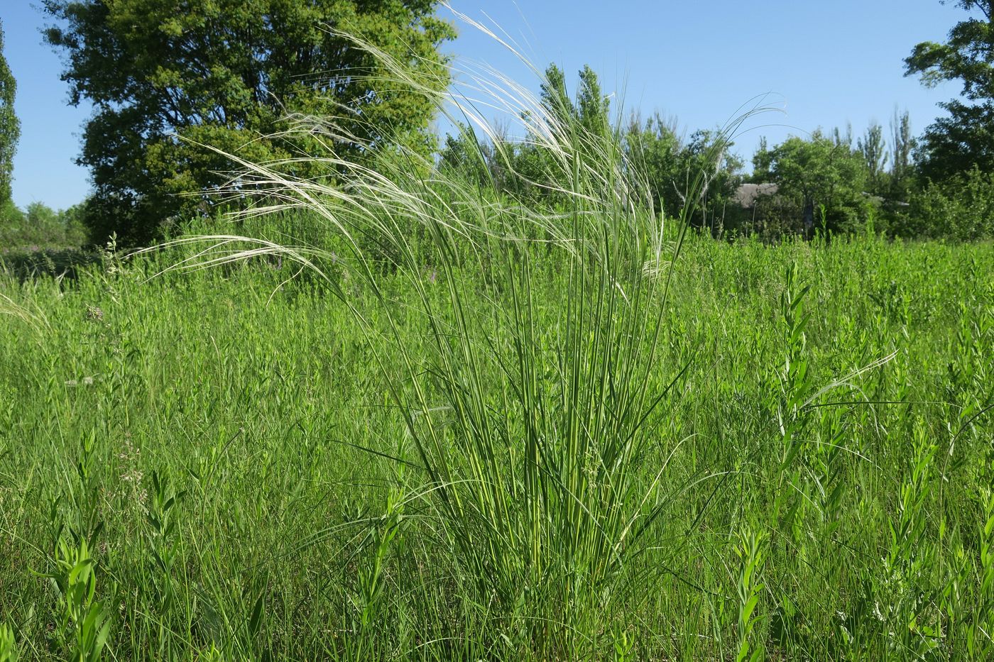 Image of Stipa pulcherrima specimen.