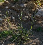 Myosotis ramosissima