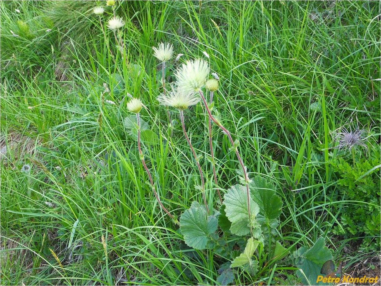 Image of Oreogeum montanum specimen.