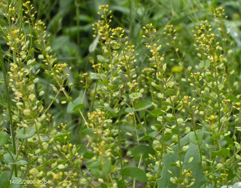 Изображение особи Lepidium perfoliatum.