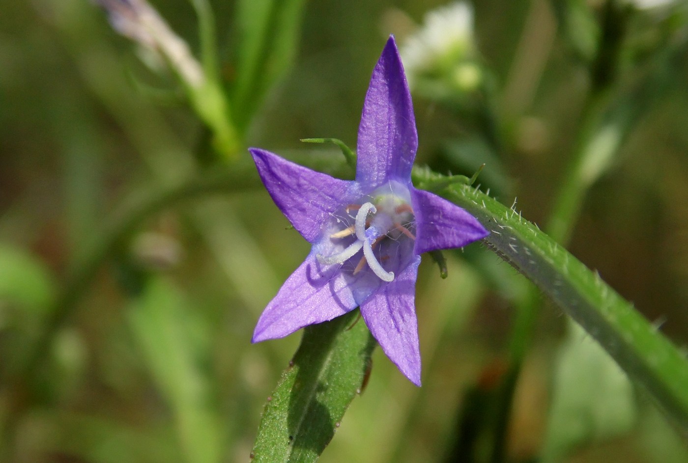 Image of Campanula lambertiana specimen.