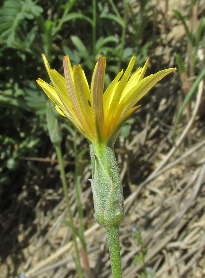 Image of Scorzonera pubescens specimen.